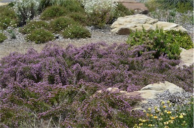 APII jpeg image of Thryptomene denticulata  © contact APII