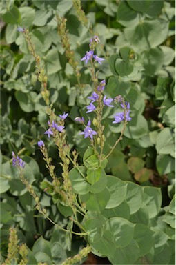 APII jpeg image of Veronica perfoliata  © contact APII