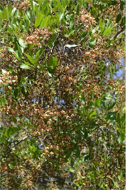 APII jpeg image of Cassia brewsteri var. brewsteri  © contact APII