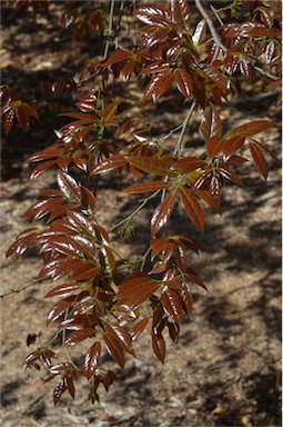 APII jpeg image of Millettia pinnata  © contact APII