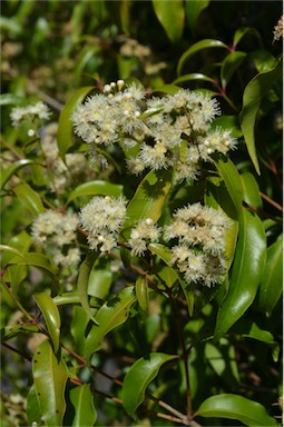 APII jpeg image of Syzygium anisatum  © contact APII