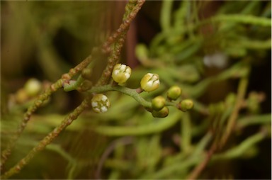 APII jpeg image of Cassytha pubescens  © contact APII