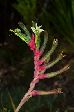 APII jpeg image of Anigozanthos 'Bush Dance'  © contact APII