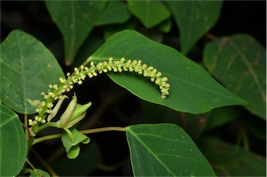 APII jpeg image of Homalanthus populifolius  © contact APII