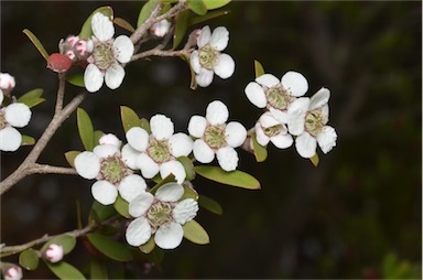 APII jpeg image of Leptospermum brevipes  © contact APII