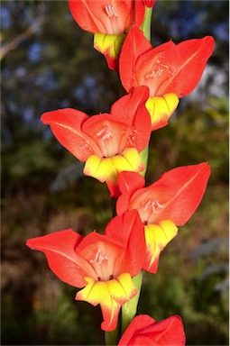 APII jpeg image of Gladiolus dalenii  © contact APII