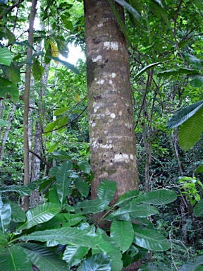 APII jpeg image of Planchonella nitida  © contact APII