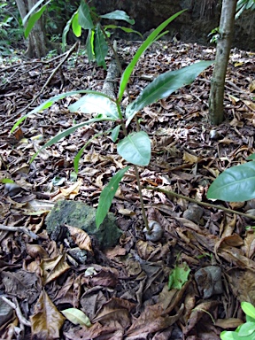 APII jpeg image of Barringtonia asiatica  © contact APII