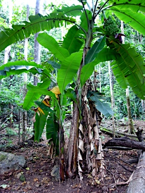 APII jpeg image of Musa acuminata  © contact APII