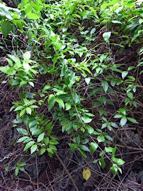 APII jpeg image of Clerodendrum inerme  © contact APII