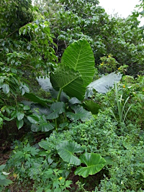 APII jpeg image of Colocasia esculenta  © contact APII