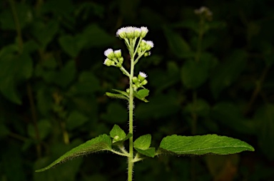 APII jpeg image of Ageratum conyzoides  © contact APII