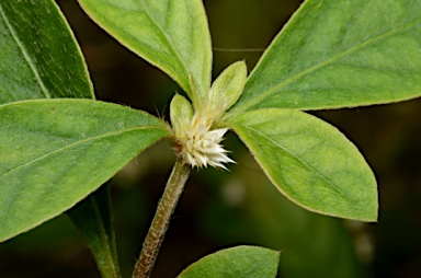 APII jpeg image of Alternanthera ficoidea  © contact APII