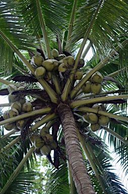 APII jpeg image of Cocos nucifera  © contact APII