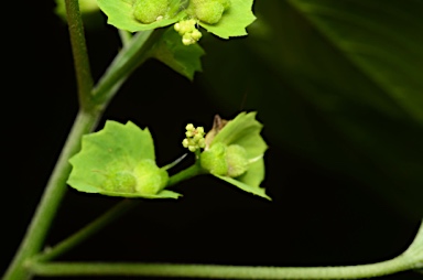 APII jpeg image of Acalypha indica  © contact APII