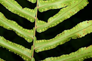 APII jpeg image of Nephrolepis multiflora  © contact APII