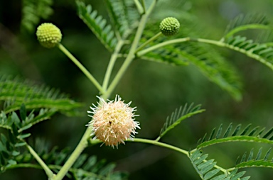 APII jpeg image of Leucaena leucocephala  © contact APII