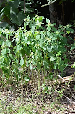 APII jpeg image of Euphorbia heterophylla  © contact APII