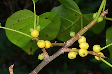 APII jpeg image of Ficus saxophila subsp. saxophila  © contact APII