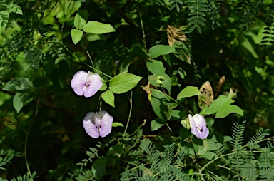 APII jpeg image of Clitoria ternatea  © contact APII