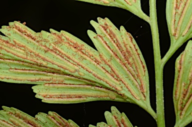 APII jpeg image of Asplenium listeri  © contact APII