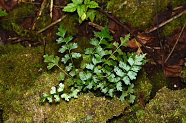 APII jpeg image of Asplenium listeri  © contact APII