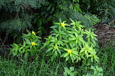 APII jpeg image of Turnera ulmifolia  © contact APII