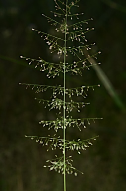 APII jpeg image of Eragrostis amabilis  © contact APII