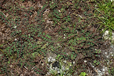 APII jpeg image of Euphorbia prostrata  © contact APII