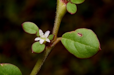 APII jpeg image of Trianthema portulacastrum  © contact APII