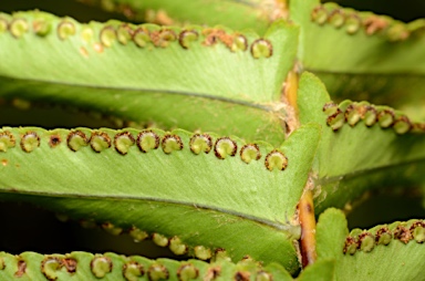 APII jpeg image of Nephrolepis multiflora  © contact APII