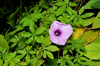 APII jpeg image of Ipomoea cairica  © contact APII