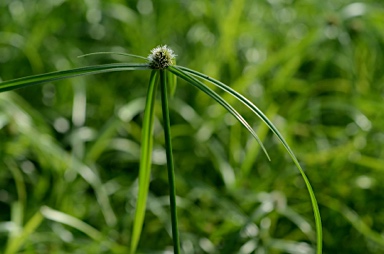 APII jpeg image of Cyperus aromaticus  © contact APII