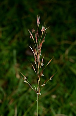 APII jpeg image of Chrysopogon aciculatus  © contact APII