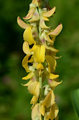 APII jpeg image of Crotalaria pallida var. obovata  © contact APII