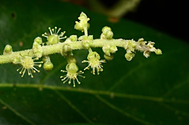 APII jpeg image of Claoxylon indicum  © contact APII