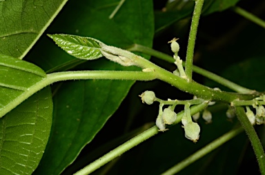 APII jpeg image of Claoxylon indicum  © contact APII