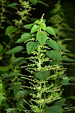 APII jpeg image of Acalypha lanceolata var. lanceolata  © contact APII