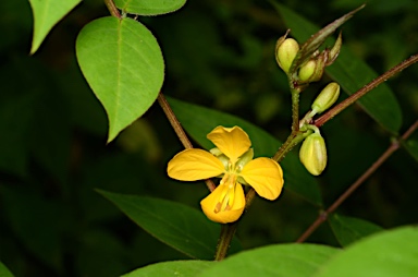 APII jpeg image of Senna occidentalis  © contact APII