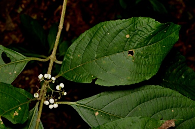 APII jpeg image of Callicarpa longifolia  © contact APII