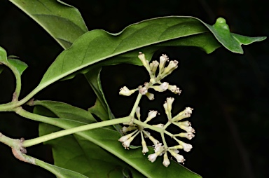 APII jpeg image of Pisonia umbellifera  © contact APII