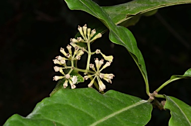 APII jpeg image of Pisonia umbellifera  © contact APII