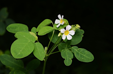 APII jpeg image of Oxalis barrelieri  © contact APII