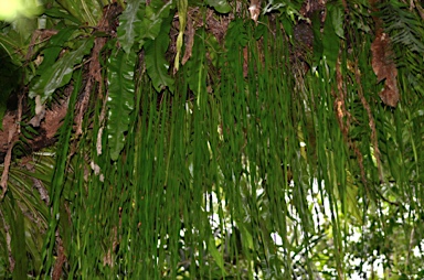 APII jpeg image of Haplopteris elongata  © contact APII