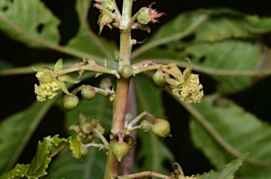 APII jpeg image of Ricinus communis  © contact APII