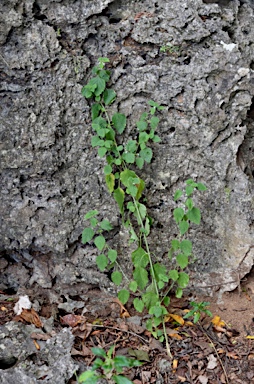 APII jpeg image of Leucas decemdentata  © contact APII