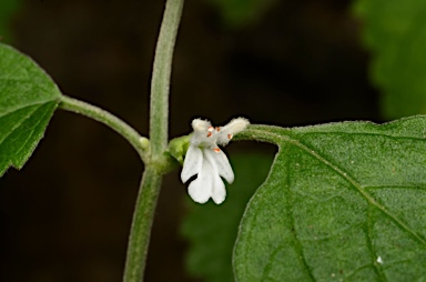 APII jpeg image of Leucas decemdentata  © contact APII