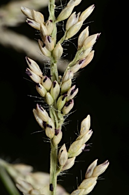 APII jpeg image of Urochloa  © contact APII