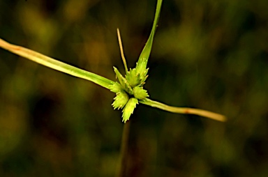 APII jpeg image of Cyperus compressus  © contact APII