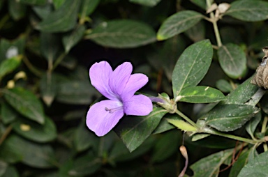 APII jpeg image of Barleria cristata  © contact APII